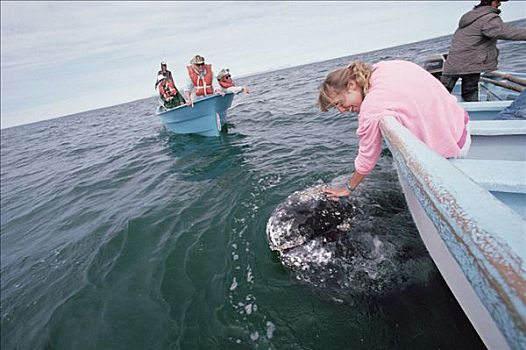 女人,接触,灰鲸,北下加利福尼亚州,墨西哥