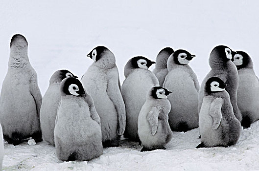 南极,帝企鹅,生物群,幼禽,幼儿园