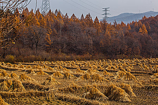 秋收的田野