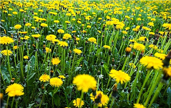 草地,许多,盛开,黄色,蒲公英