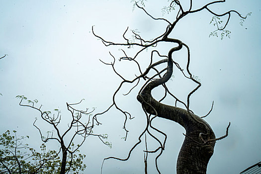 广州春季雨中的树干