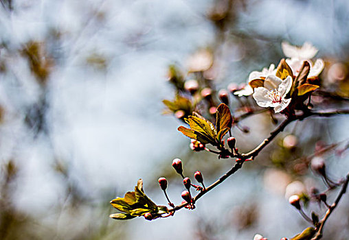 樱花