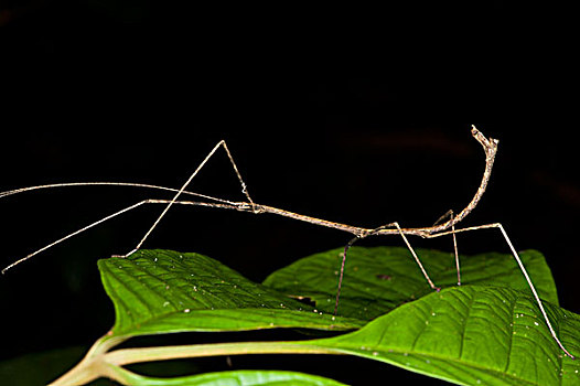 竹节虫,国家公园,亚马逊河,厄瓜多尔
