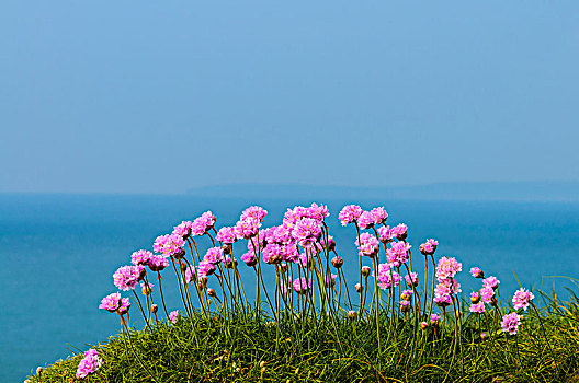 海石竹,花,远眺,大西洋,海洋,北方,德文郡,海岸