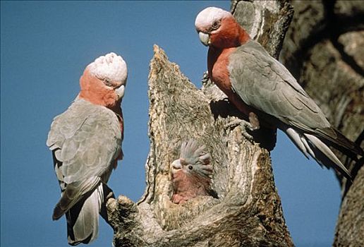 一对,树上,巢穴,幼禽,澳大利亚