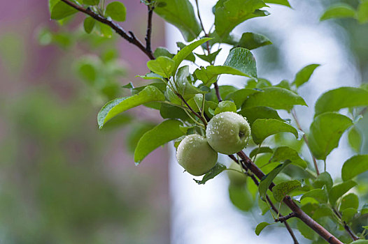 苹果树