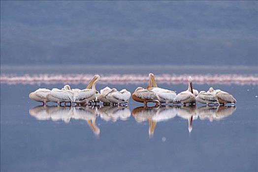 白鹈鹕,成群,湖,肯尼亚