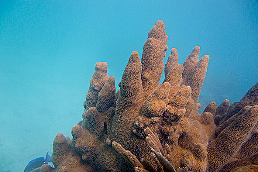 水下视角,珊瑚礁,海湾群岛,洪都拉斯