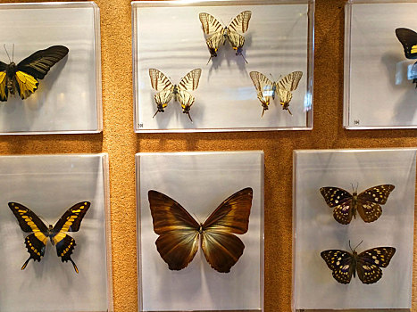 标本,昆虫博物馆