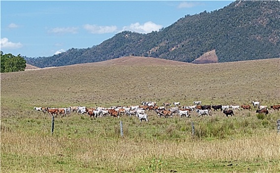 澳大利亚,菜牛,母牛,牧场,风景