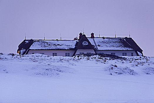 房子,后面,沙丘,叙尔特岛,北方,石勒苏益格,黑白花牛,德国