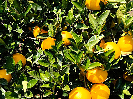 柚子,柚子园,柑橘,脐橙