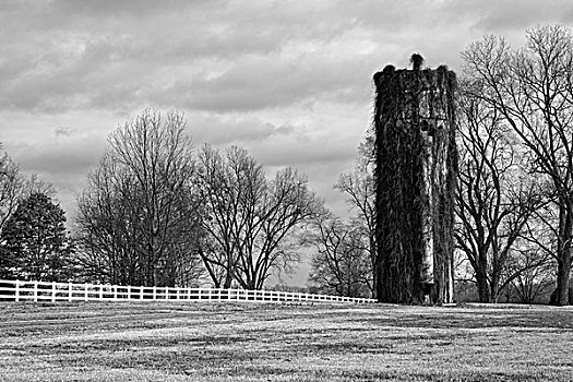 藤,遮盖,白色,围栏,农场,阿肯色州,美国