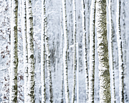桦树,树林,冬天