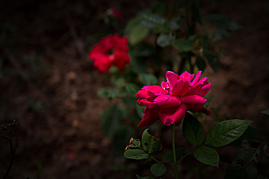 月季花,美丽月季,美艳月季花