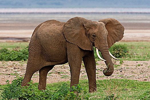 非洲,坦桑尼亚,大象