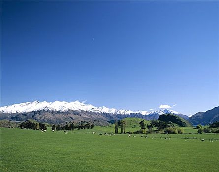 绵羊,青草,地点,南阿尔卑斯山,山脉,雪山,瓦纳卡,南岛,新西兰