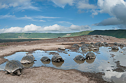 阿尔斯多火山海岛陆龟,加拉巴哥象龟,群,打滚,水池,伊莎贝拉岛,加拉帕戈斯群岛,厄瓜多尔