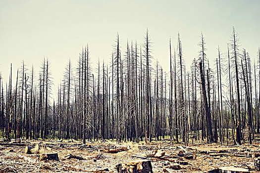 秃树,优胜美地国家公园,加利福尼亚,美国