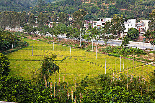 乡村,山河村,村庄,农田