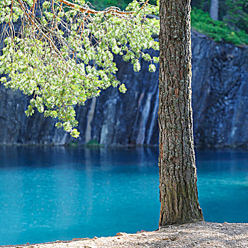 松树,湖