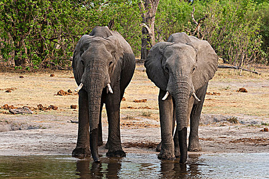 两只,象,非洲象,喝,河,奥卡万戈三角洲,博茨瓦纳