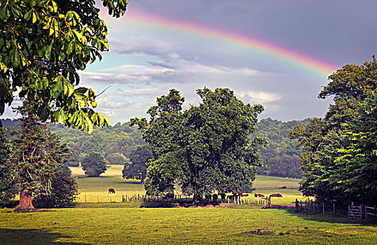 英格兰,肯特郡,彩虹,伸展,上方,牛,放牧,乡村