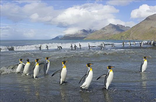 帝企鹅,海洋,靠近,大,栖息地,秋天,南乔治亚,南大洋,南极辐合带