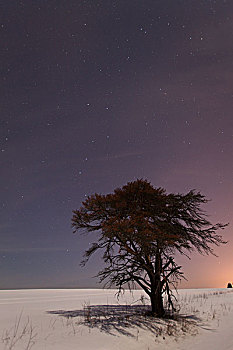 北斗星,夜空,孤木,桑德贝,安大略省,加拿大