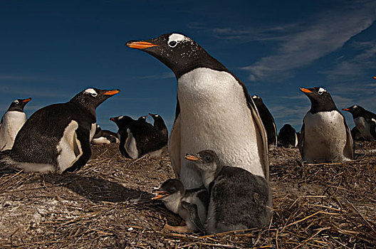 巴布亚企鹅,幼禽,岛屿,福克兰群岛