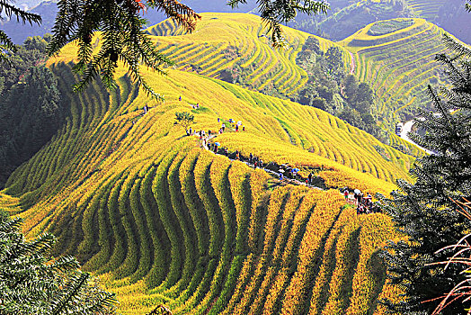 大美中国,桂林龙脊梯田秋色,07