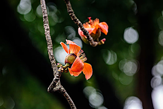 木棉花