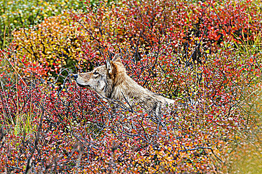 狼,矮小,桦树,秋色,德纳里峰国家公园,阿拉斯加,美国
