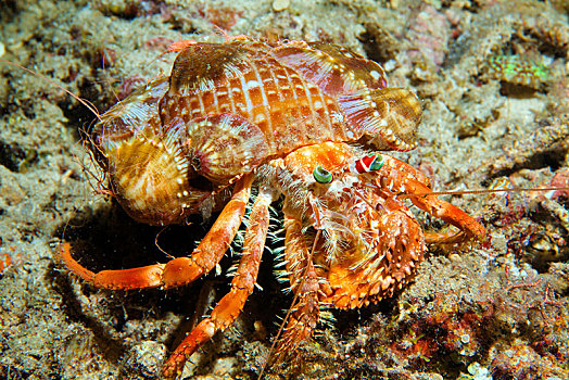海葵,寄居蟹,独居性动物,苏拉威西岛,印度尼西亚,亚洲