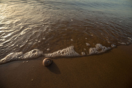 海螺,沙滩