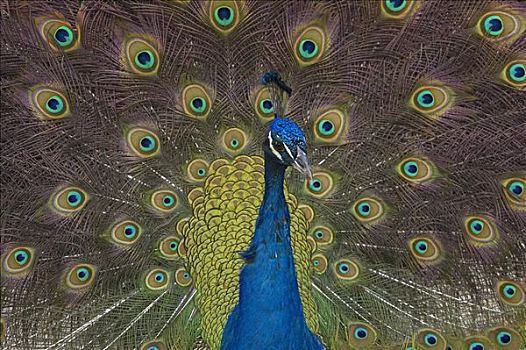 孔雀,蓝孔雀,尾部,羽毛,印度