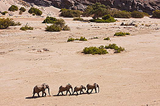 非洲象,牧群,走,干燥,河床,骷髅海岸,纳米布沙漠,纳米比亚