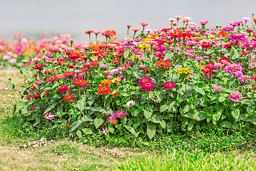 百日菊花丛