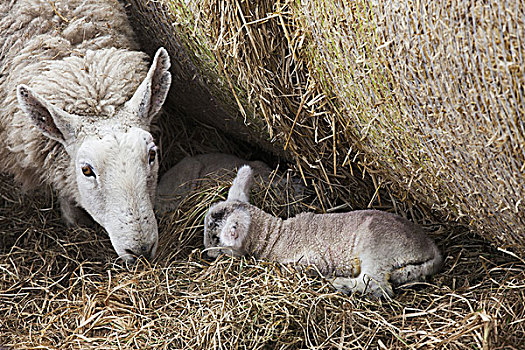 绵羊,羊羔,一起,干草,诺森伯兰郡,英格兰