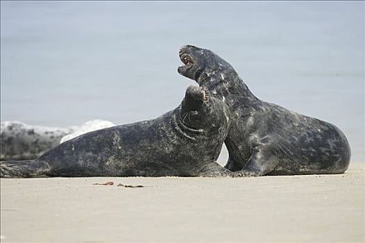 灰海豹,海滩