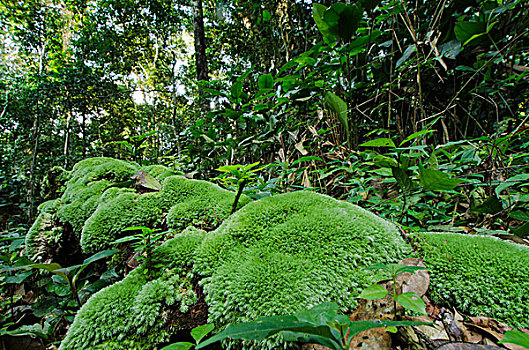 雨林,林下叶层,国家公园,刚果