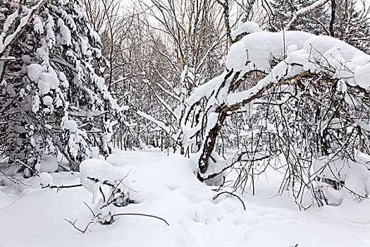 林海雪原,森林,白雪,吉林,延边