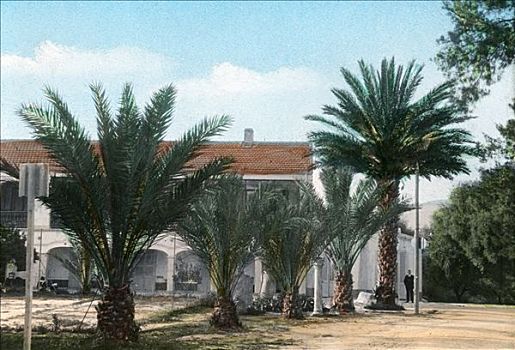 棕榈树,土耳其浴室,阿尔及利亚