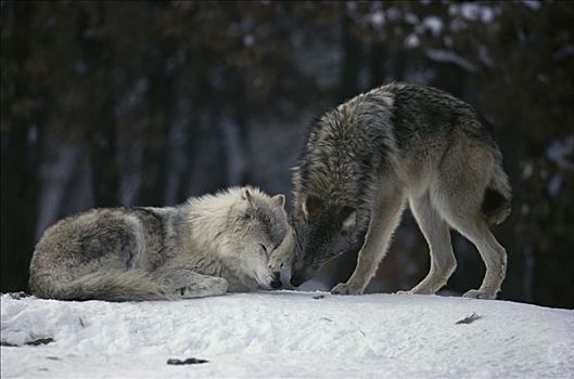大灰狼,狼,女性,休息,雪中,一岁,展示,情感,明尼苏达