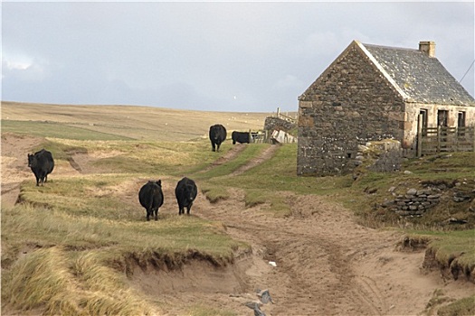 牛,房子,苏格兰