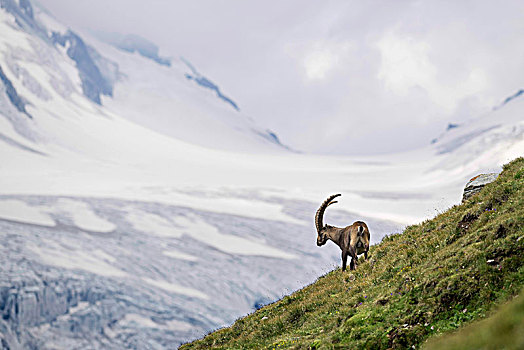 阿尔卑斯野山羊,羱羊,正面,冰河,上陶恩山国家公园,卡林西亚,奥地利,欧洲