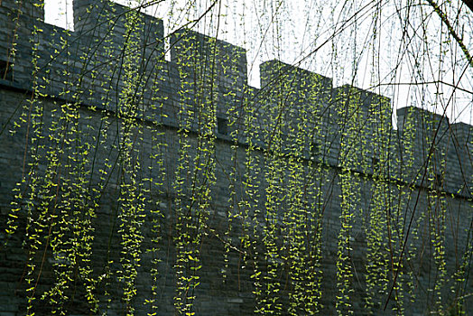 陕西陕北榆林市区城墙树木春天绿色生命复苏