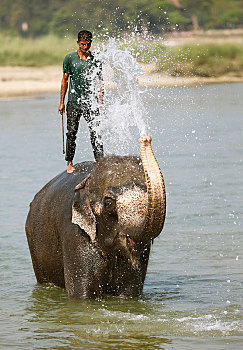 大象,游泳,河,奇旺,国家公园,低地,尼泊尔,亚洲