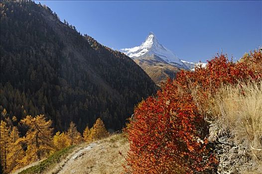 秋天,灌木,马塔角,背影,策马特峰,瓦莱,瑞士,欧洲