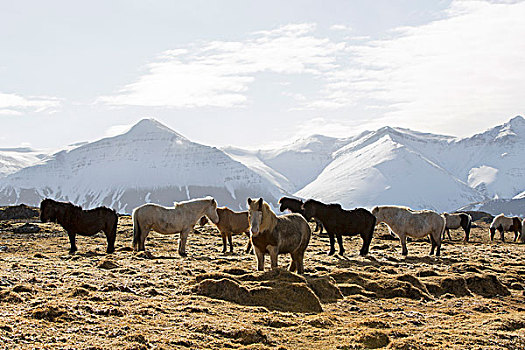 牧群,冰岛马,雪,山景